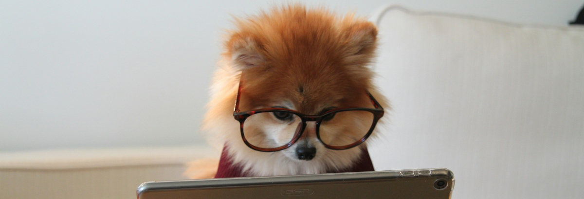 Good boy!