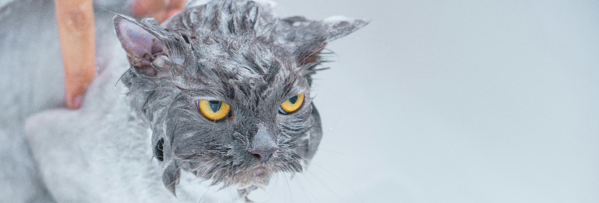 There were no stock image results for 'cat manifesto'