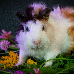 Flower Power