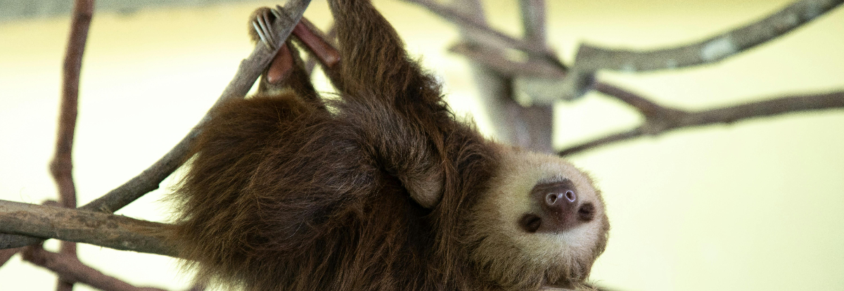 Sloths are cool